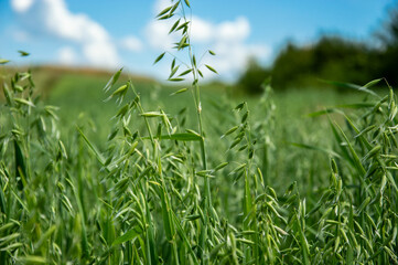 Oats grow tall and vibrant with green leaves, gently swaying in the wind on a sunny day, embraced by clear blue skies