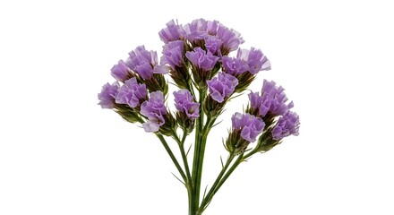 Fototapeta premium Lavender's Whisper