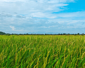 Lush Green Rice Field Under Bright Sky with Fluffy White Clouds