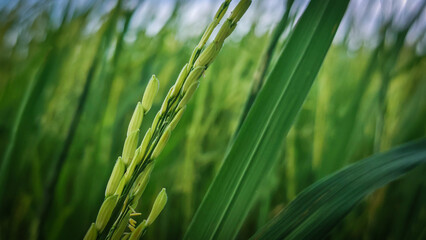 Close-up of Rice Plant with Green Leaves in a Lush Field