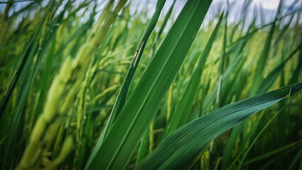 Close-Up View of Lush Green Rice Plants in Agricultural Field