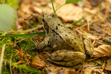 Waldfrosch im Laub