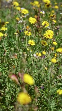 Bright yellow inula flowers bloom vibrantly in a sunny meadow in torrevieja, capturing the essence of spring's natural beauty.