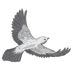 Grey bird flies and flaps its wings. Figure isolated on a white background