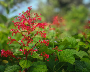 Vibrant Red Flower with Bright Green Leaves in Lush Garden Setting