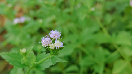 Delicate Purple Wildflowers against a Lush Green Background