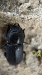 A close up of a lesser stag beetle. Macro photography. 