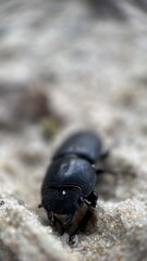 A close up of a lesser stag beetle. Macro photography. 