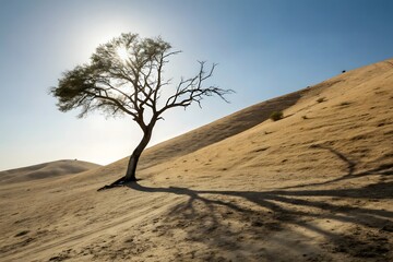 Fototapeta premium Solitary tree stands against bright sun on grassy hillside with long shadows