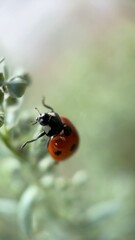 Ladybug (lady beetle) macro photography. A close up of a red bug. 