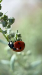 Ladybug (lady beetle) macro photography. A close up of a red bug. 