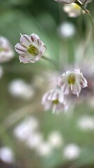 A close up of a Allium oleraceum ( field garlic) flowers. Macro photography