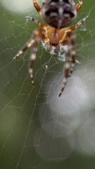 A close up of European garden spider. Macro photography