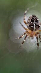 A close up of European garden spider. Macro photography