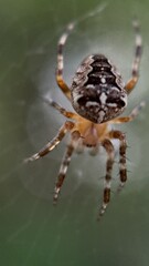 A close up of European garden spider. Macro photography