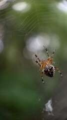 A close up of European garden spider. Macro photography