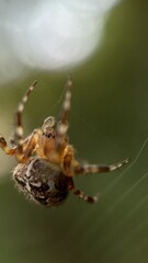 A close up of European garden spider. Macro photography