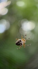A close up of European garden spider. Macro photography