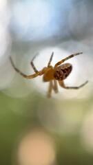 A close up of European garden spider. Macro photography