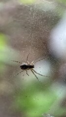 A close up of a small orb weaver pachygnatha clercki spider sitting on his web. Macro photography. 