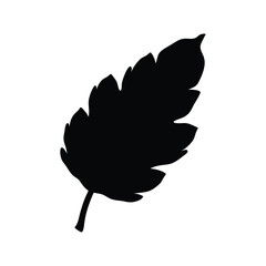  Leaf silhouette vector illustration, botanical element