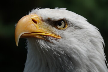 Aigle Américain regard