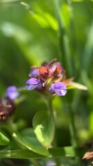 Fototapeta premium A close up of a purple prunella vulgaris flower. Macro photography. 
