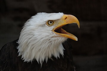 Pygargue cri de coté