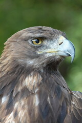 aigle royal regard vers la droite