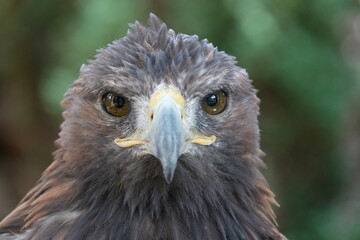 Milan Royal regard face