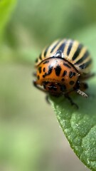 A close up of a Colorado Potato Beetle insect. Macro photography