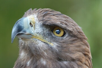 aigle royal regard vers la gauche