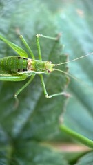 A close up of a great green bush cricket. Macro photography