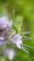 A close up of a great green bush cricket. Macro photography