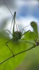 A close up of a great green bush cricket. Macro photography