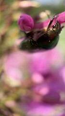 Metallic green beetle Rose Chafer macro photography. 