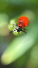 A close up of a scarlet lily beetle. A shiny red beetle macro photography. 