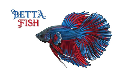 Fototapeta premium Betta Fish Vector Red and Blue Colors.