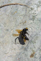 A close-up shot of a dead wasp with a yellow face and black body lying on a light-colored, textured surface.