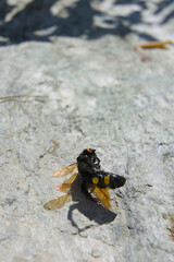 A close-up shot of a dead wasp with a yellow face and black body lying on a light-colored, textured surface.