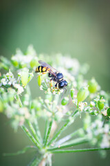 Fototapeta premium Wespe