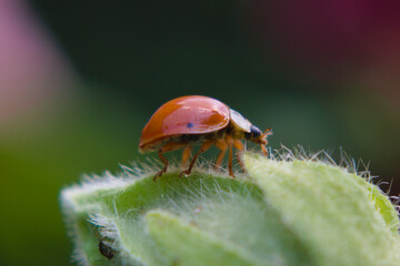 Ladybug on a mallow bud