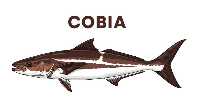 Cobia Fish Illustration with Sea Animal.