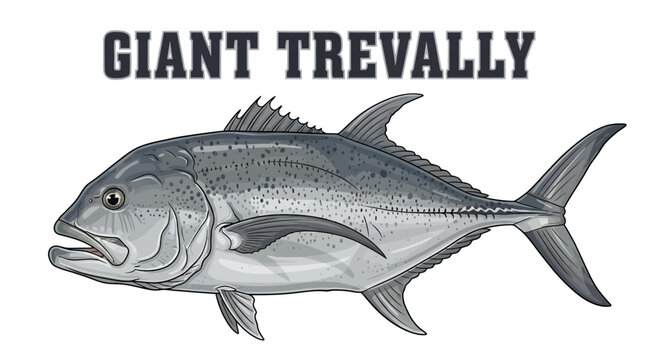 Giant Trevally fish isolated on white.