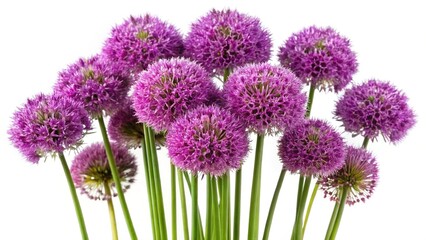 Obraz premium Stunning display of vibrant purple Allium flowers against a clean white background