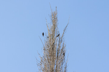 Spotless starlings perching on a bare tree against blue sky