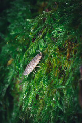 Kellerassel ganz nah