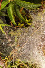 The dew drops saved by the spider web