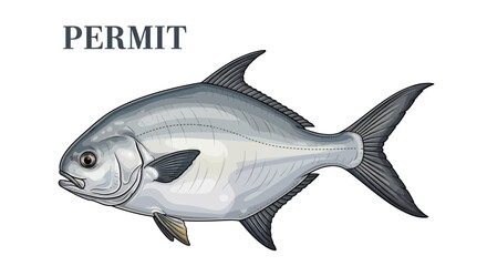 Fototapeta premium Permit Fish Vector Isolated on white.