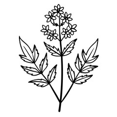  vervain line art  vector on white-background